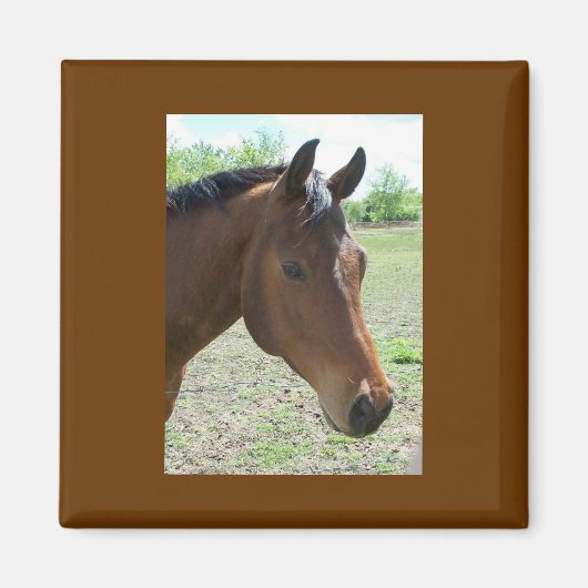 Mijn vriend, het paard magneet (Voorkant)