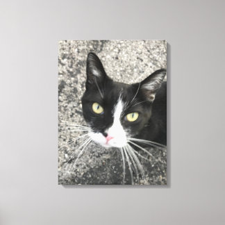 Mijn vroegere kat canvas afdruk