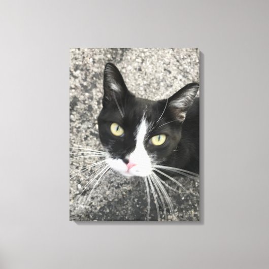 Mijn vroegere kat canvas afdruk (Voorkant)