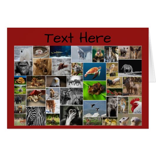 Mijn Wenskaart van het Koninkrijk der Dieren, voor (Voorkant Horizontaal)