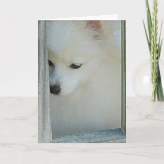 Mijn Wenskaart van Pomeranian van het Meisje Kaart (Voorkant)