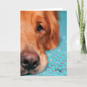 Mijnheer Farley, het Golden retriever Kaart