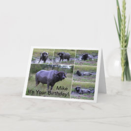 Mike Gefeliciteerd Kaapbuffel Modderbad Kaart