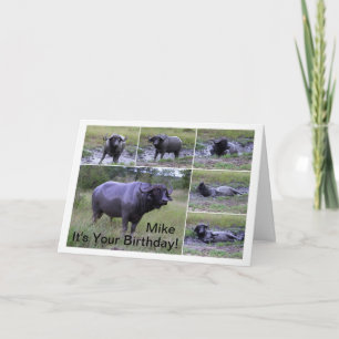 Mike Gefeliciteerd Kaapbuffel Modderbad Kaart