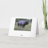 Mike Happy Birthday Cape Buffalo Mud Bath Kaart (Achterkant)