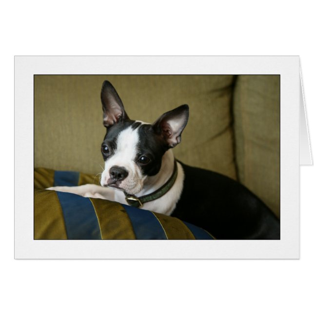 Miley the Boston Terrier Puppy (Voorkant Horizontaal)