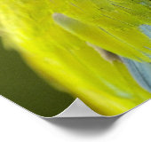 militaire ara (Ara militaris) Amazon Poster (Hoek)