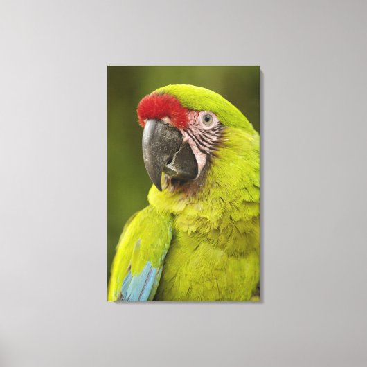 Militaire Ara Canvas Afdruk (Voorkant)