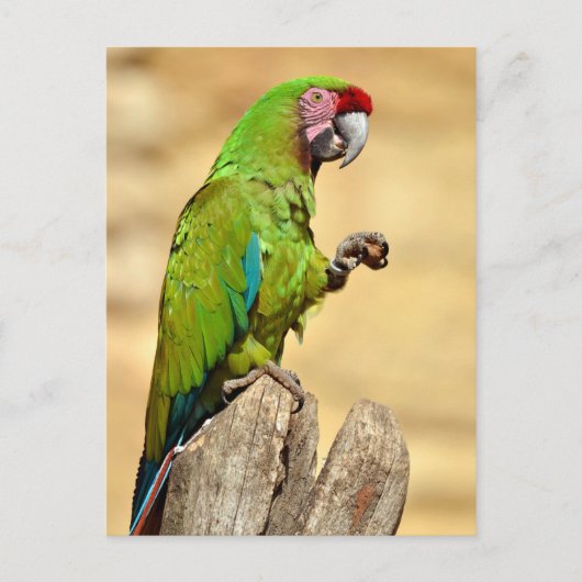 Militaire ara geperst briefkaart (Voorkant)