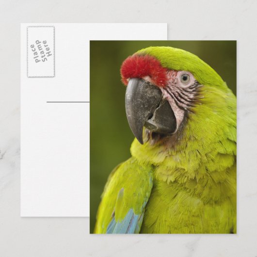 Militaire Macaw Briefkaart (Voorkant / Achterkant)