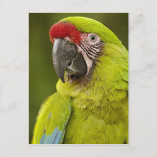Militaire Macaw Briefkaart