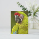 Militaire Macaw Briefkaart (Staand voorkant)