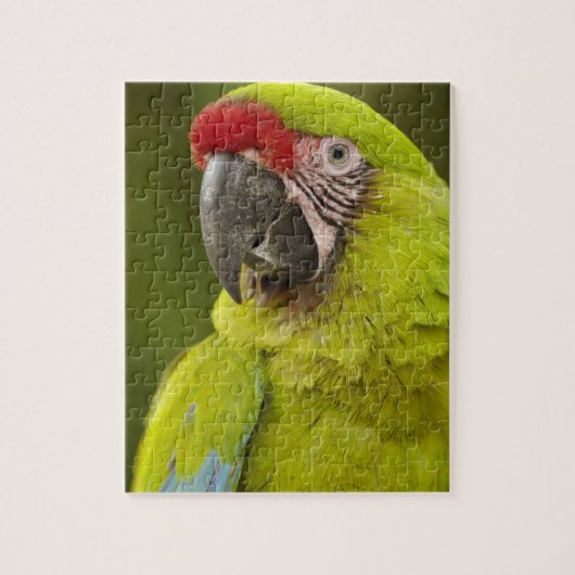 Militaire Macaw Legpuzzel (Verticaal)