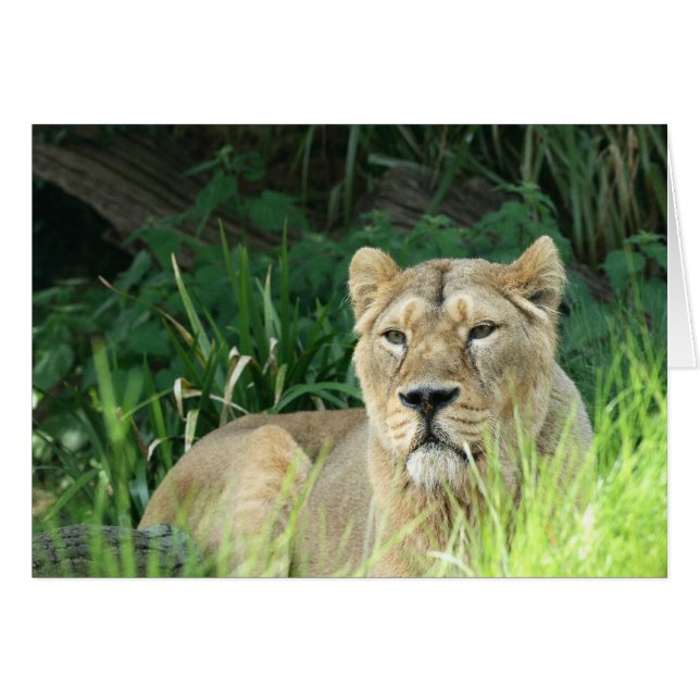 miljard (Voorkant Horizontaal)