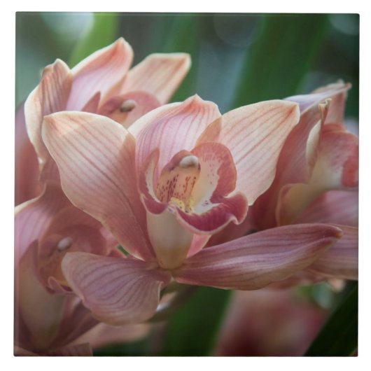 Milk Tea Orchid Tegeltje (Voorkant)