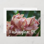 Milk Tea Orchid Washington D.C. Briefkaart (Voorkant / Achterkant)