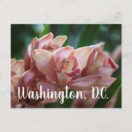 Milk Tea Orchid Washington D.C. Briefkaart (Voorkant)
