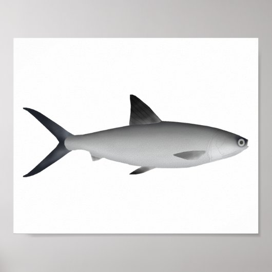 Milkfish Magnet Poster (Voorkant)