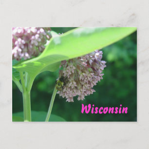 Milkweed Blooms Briefkaart