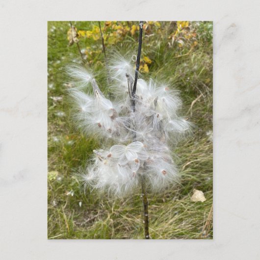 Milkweed | Botervlieg | Briefkaart (Voorkant)