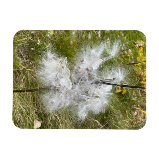 Milkweed | Botervlieg | Flexibel Magneet (Horizontaal)