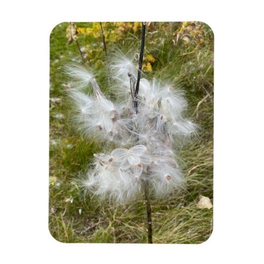 Milkweed | Botervlieg | Flexibel Magneet (Verticaal)