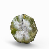 Milkweed | Botervlieg | Fotoblokken (Rechts)