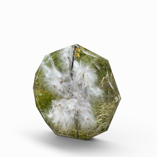 Milkweed | Botervlieg | Fotoblokken (Rechts)