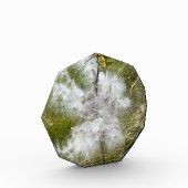 Milkweed | Botervlieg | Fotoblokken (Links)