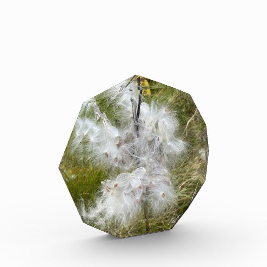 Milkweed | Botervlieg | Fotoblokken (Links)