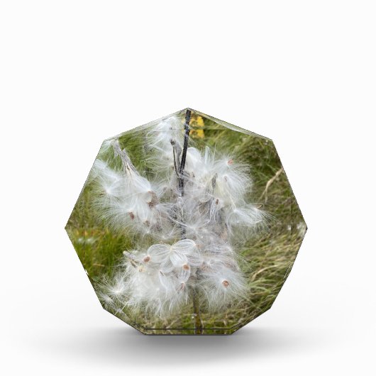 Milkweed | Botervlieg | Fotoblokken (Voorkant)