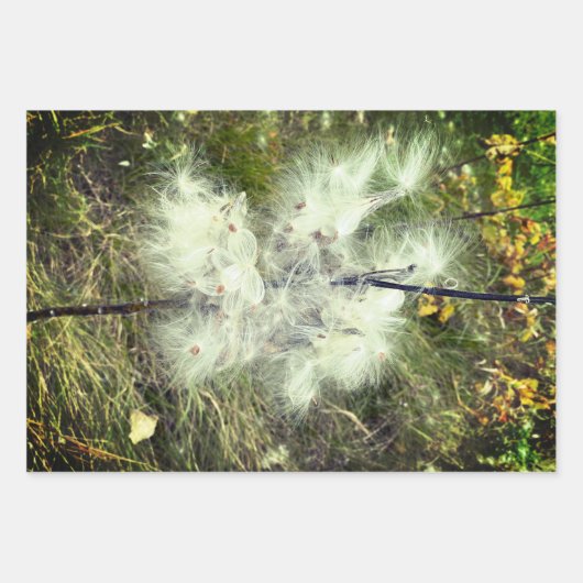 Milkweed | Botervlieg | Inpakpapier Vel (Voorkant 2)