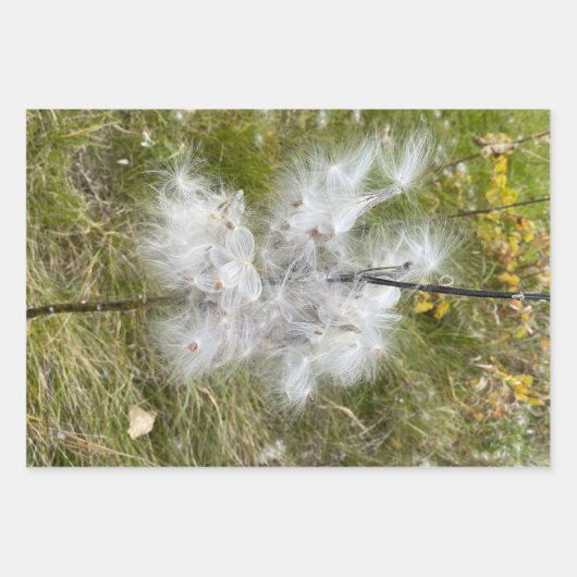 Milkweed | Botervlieg | Inpakpapier Vel (Voorkant)