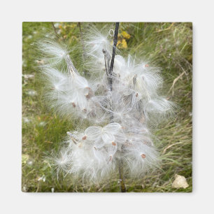Milkweed   Botervlieg   KANTOOR Magneet
