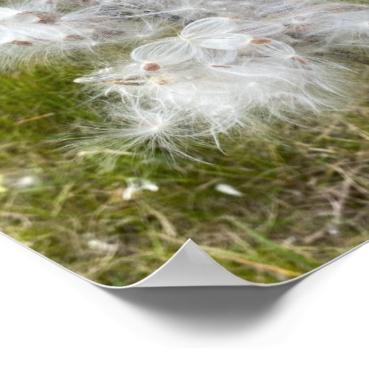 Milkweed | Botervlieg | Poster (Hoek)