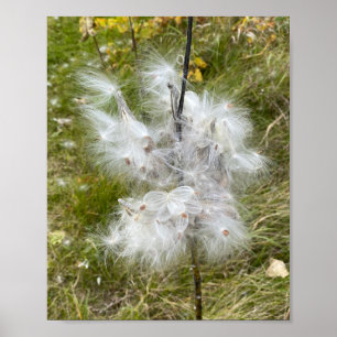 Milkweed   Botervlieg   Poster