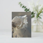 Milkweed Briefkaart (Staand voorkant)