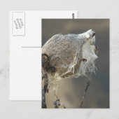 Milkweed Briefkaart (Voorkant / Achterkant)