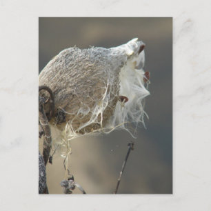 Milkweed Briefkaart