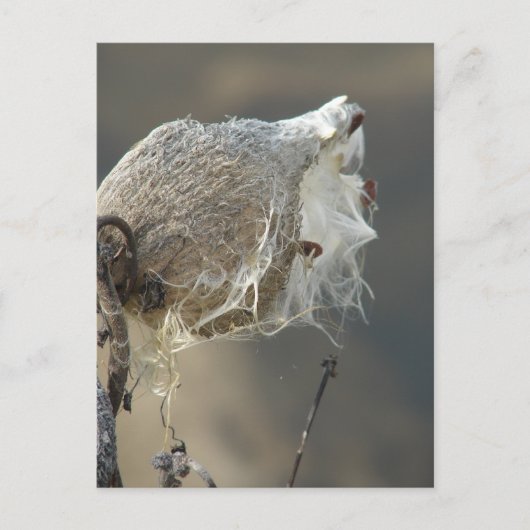 Milkweed Briefkaart (Voorkant)