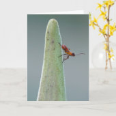 Milkweed Bug Nyph Kaart (Gele Bloem)