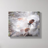 Milkweed Bug op Milkweed Down Canvas Afdruk (Voorkant)