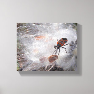 Milkweed Bug op Milkweed Down Canvas Afdruk
