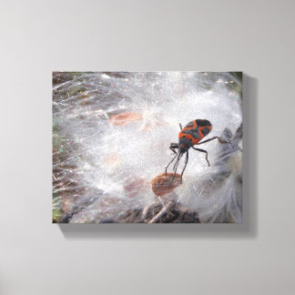 Milkweed Bug op Milkweed Down Canvas Afdruk
