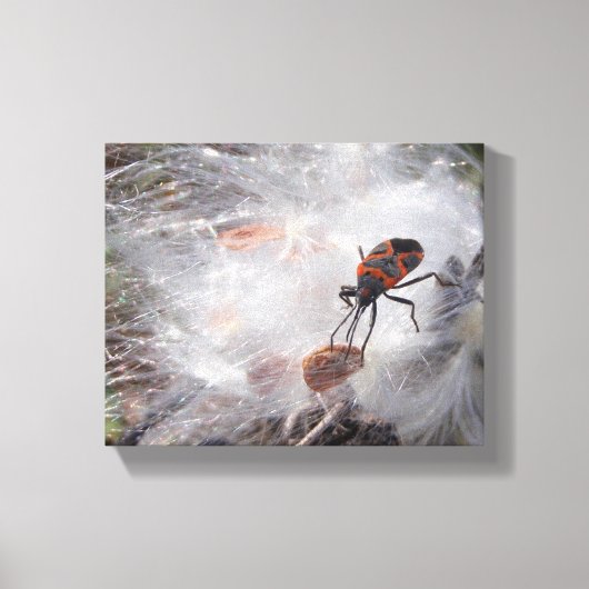 Milkweed Bug op Milkweed Down Canvas Afdruk (Voorkant)