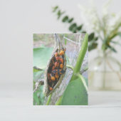 Milkweed Bugs Briefkaart (Staand voorkant)