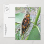 Milkweed Bugs Briefkaart (Voorkant / Achterkant)