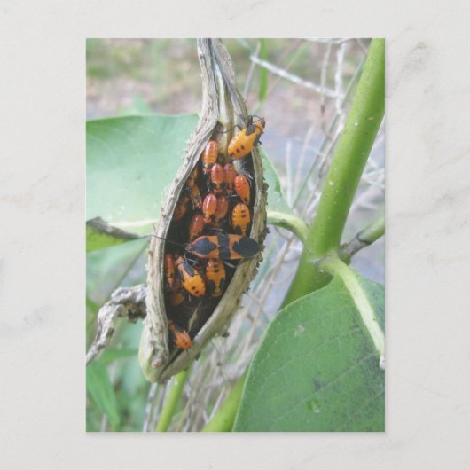 Milkweed Bugs Briefkaart (Voorkant)