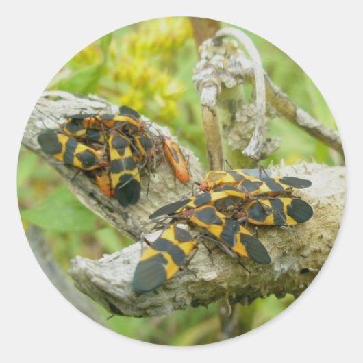 Milkweed Bugs Familie #1 Stickers (Voorkant)