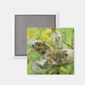 Milkweed Bugs Family #1 Magnet (Voorkant / Achterkant)